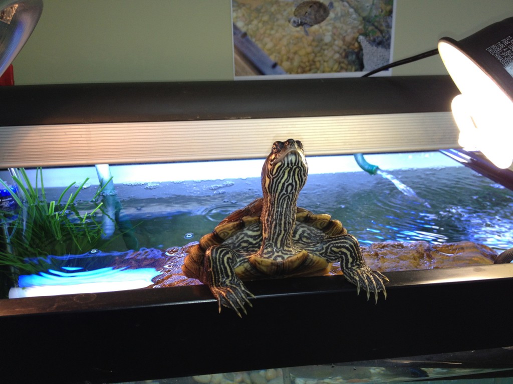 turtle basking