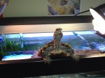 turtle basking